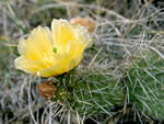 Plains Prickly Pear Cactus, Opuntia polyacantha