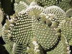 Bunny Ears Cactus, Opuntia microdasys