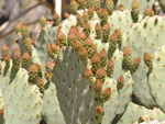 Blind Prickly Pear Cactus, Opuntia rufida