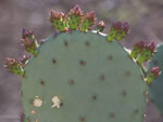 Brown Spine Prickly Pear Cactus, Opuntia phaeacantha
