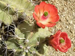 Kingcup Cactus, Echinocereus triglochidiatus