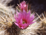 Engelmann’s Hedgehog Cactus, Echinocereus engelmannii