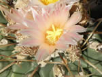 Bird’s-nest Cactus, Thelocactus rinconensis