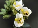Brown-eyed Evening Primrose, Camissonia claviformis