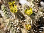 Teddy Bear Cholla Cactus, Opuntia bigelovii