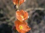 Apricot Mallow, Sphaeralcea ambigua