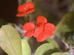 Crown of Thorns, Euphorbia milii