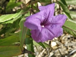 Mexican Petunia, Ruellia brittoniana