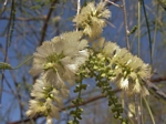 Palo Blanco, Acacia willardiana
