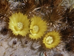 Golden Barrel Cactus, Echinocactus grusonii 