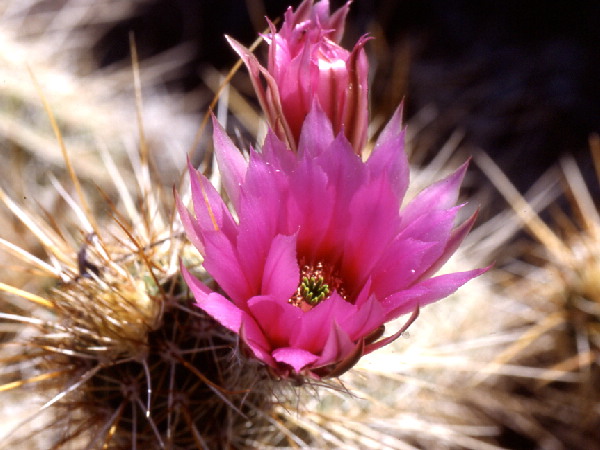 Hedgehog Cactus, Echinocereus engelmannii