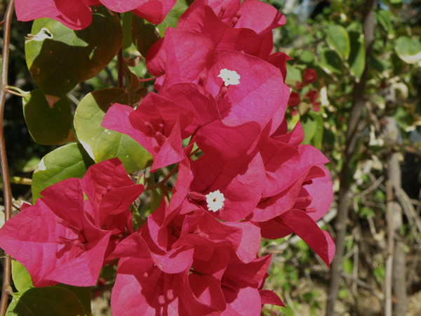 Bougainvillea and its bracts.