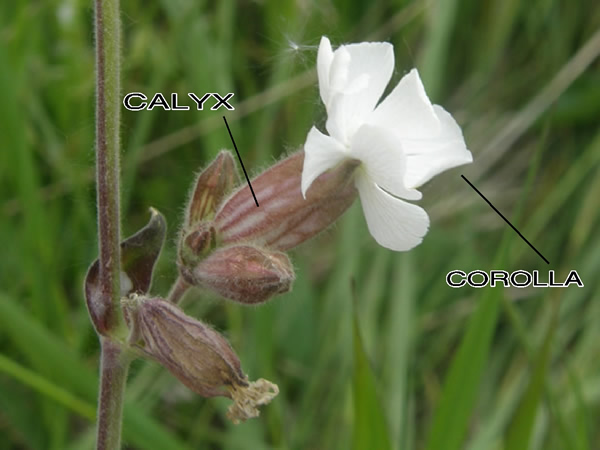 Calyx and Corolla of a 03Parry's Catchfly, Silene parryi