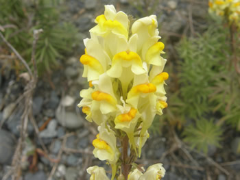 Butter and Eggs, Linaria vuluaris