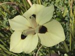 Bicolor Iris