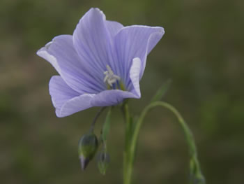 Blue Flax, Linum lewisii
