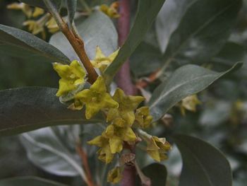 Silverberry, Elaeagnus commutata