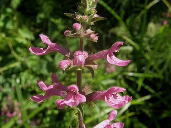 Cooley’s Hedge Nettle, Stachys cooleyae