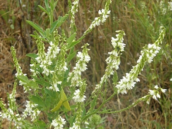 White Sweetclover, Melilotus alba