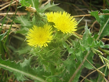 Spiny Sow-thistle, Sonchus asper
