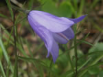 Bluebells of Scotland, Campanula rotundifolia