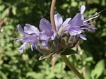 Cleveland Sage, Salvia clevelandii