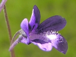 Common Butterwort, Pinguicula vulgaris