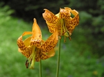 Columbian Lily, Lilium columbianum