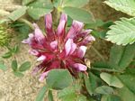 Spring Clover, Trifolium wormskjoldii
