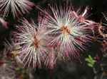 Fairy Duster, Calliandra eriophylla