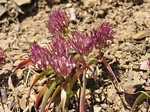 Scalloped Onion, Allium crenulatum
