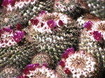 Pincushion Cactus, Mammillaria microcarpa