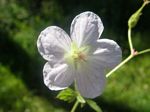 Spring Beauty, Claytonia lanceolata
