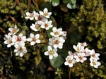 Rustyhair Saxifrage, Saxifraga rufidula