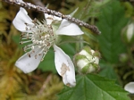 Trailing Blackberry, Rubus ursinus