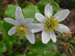 Alpine Marsh Marigold, Caltha leptosepala