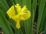 Yellow Flag Iris, Iris pseudacorus    