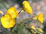 Yellow Cups, Camissonia brevipes