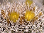 Coast Barrel Cactus, Perocactus viridescens