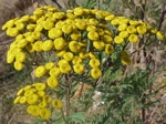 Common Tansy, Tanacetum vulgare