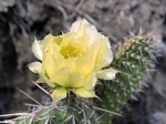 Prickly Pear Cactus, Opuntia polyacantha