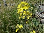 Field Mustard, Brassica campestris