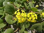 Yellow Sand Verbena, Abronia latifolia