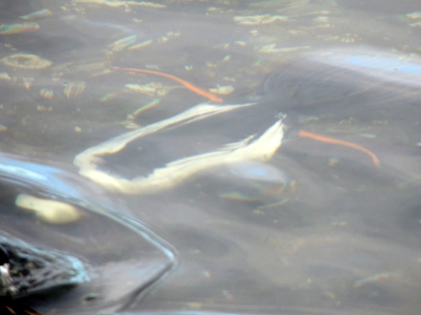 Common Goldeneye underwater