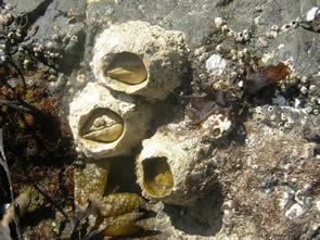 giant acorn barnacle