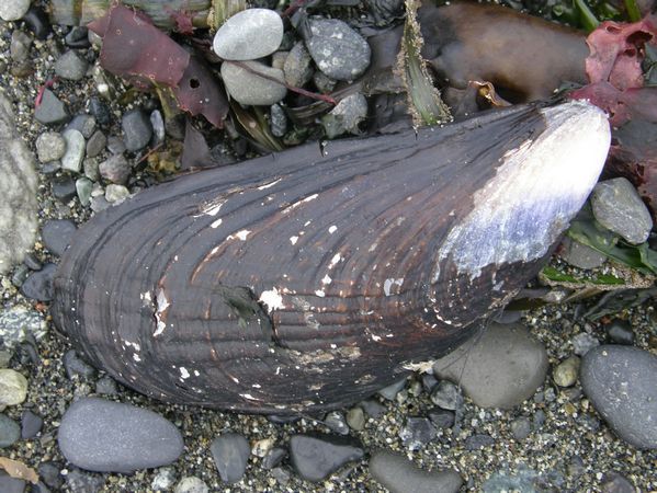 California Mussel