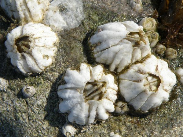 Striped Barnacle, Balanus glandula