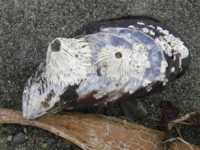 Thatched Barnacles on a mussel