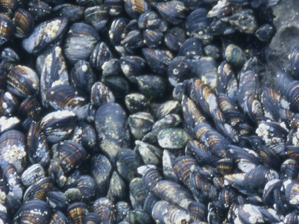 Colony of mussels
