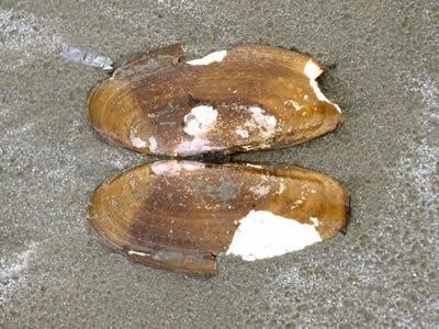 Pacific Razor Clam shell